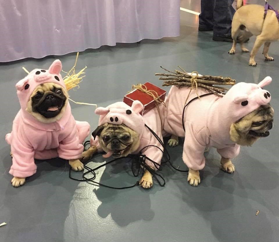 pug buggy